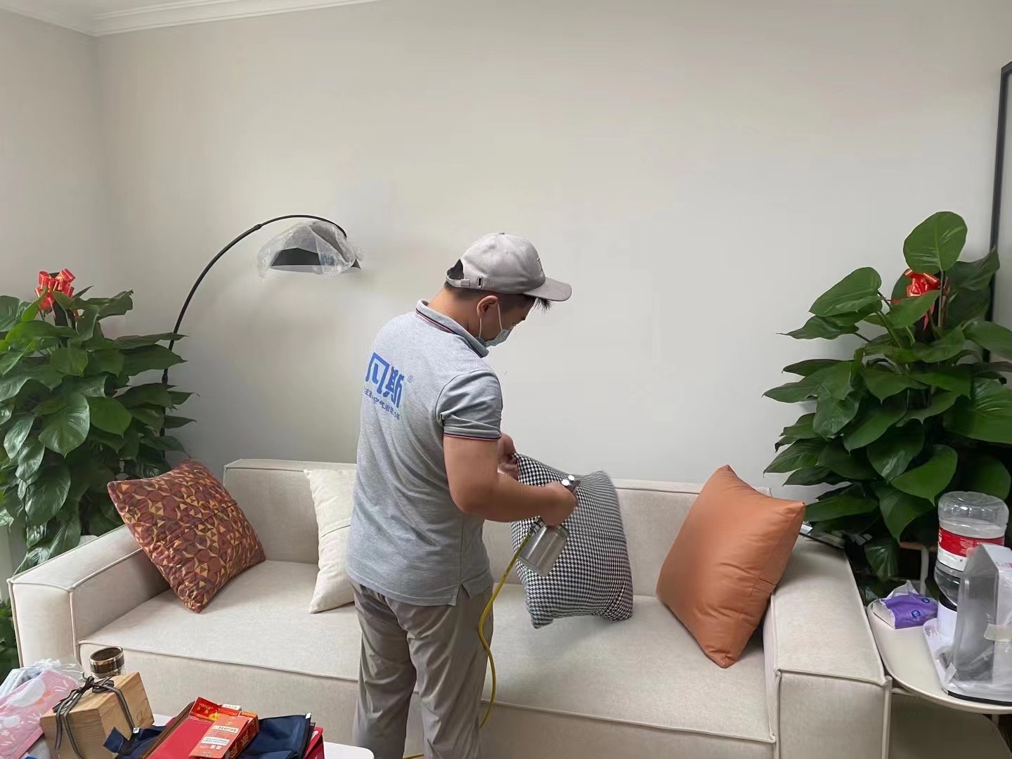 除甲醛綠植十大排名